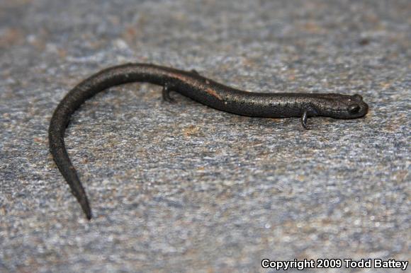 Black-bellied Slender Salamander (Batrachoseps nigriventris)