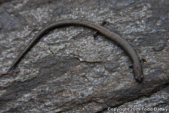 Black-bellied Slender Salamander (Batrachoseps nigriventris)