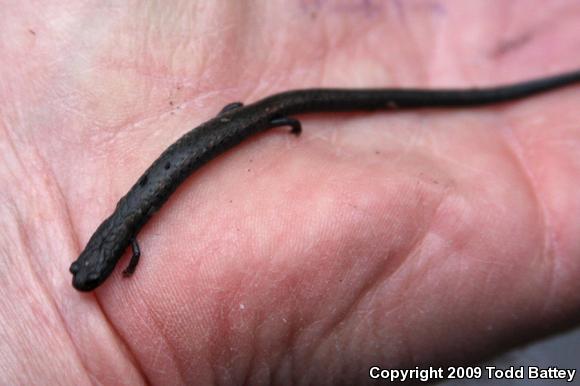 Black-bellied Slender Salamander (Batrachoseps nigriventris)