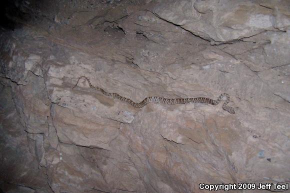 Baja California Lyresnake (Trimorphodon biscutatus lyrophanes)