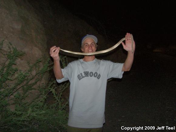 Baja California Lyresnake (Trimorphodon biscutatus lyrophanes)