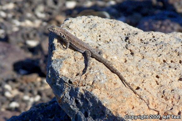 Western Side-blotched Lizard (Uta stansburiana elegans)