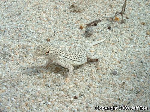 Coachella Valley Fringe-toed Lizard (Uma inornata)