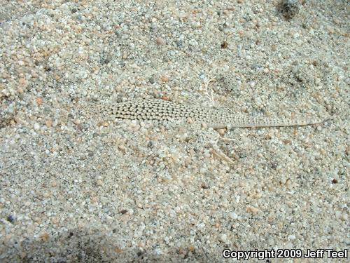 Coachella Valley Fringe-toed Lizard (Uma inornata)