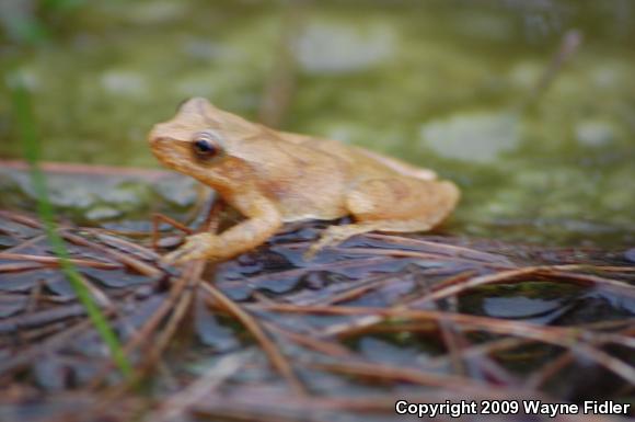 Northern Spring Peeper (Pseudacris crucifer crucifer)