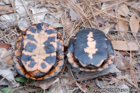 Spotted Turtle (Clemmys guttata)