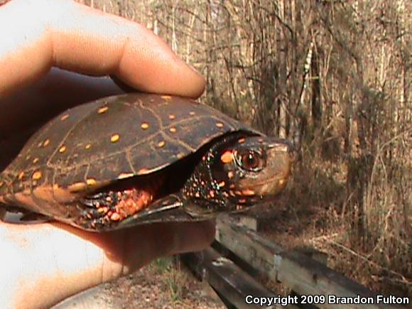 Spotted Turtle (Clemmys guttata)