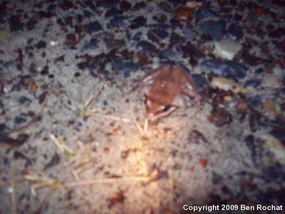 Wood Frog (Lithobates sylvaticus)