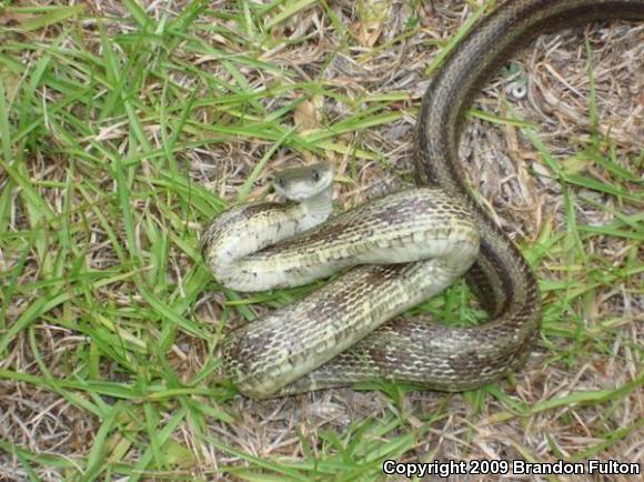 Yellow Ratsnake (Pantherophis obsoletus quadrivittatus)