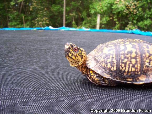 Eastern Box Turtle (Terrapene carolina carolina)