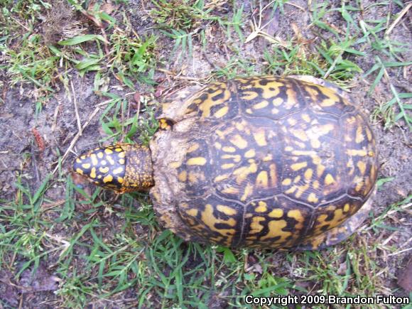 Eastern Box Turtle (Terrapene carolina carolina)