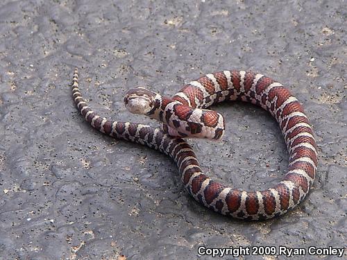 Eastern Milksnake (Lampropeltis triangulum triangulum)