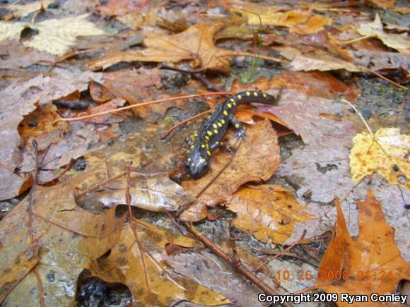 Spotted Salamander (Ambystoma maculatum)