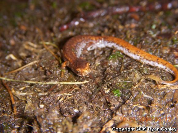 Four-toed Salamander (Hemidactylium scutatum)