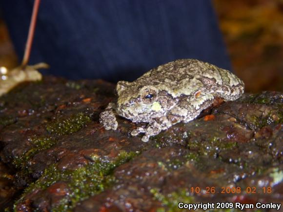 Gray Treefrog (Hyla versicolor)