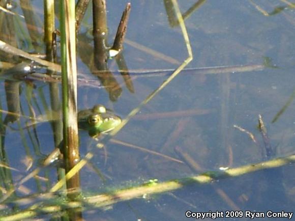 American Bullfrog (Lithobates catesbeianus)