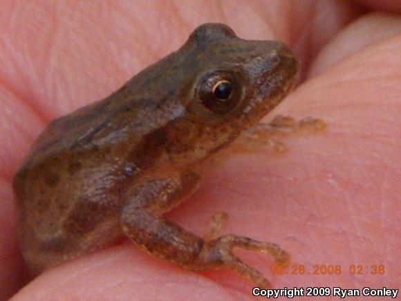 Northern Spring Peeper (Pseudacris crucifer crucifer)