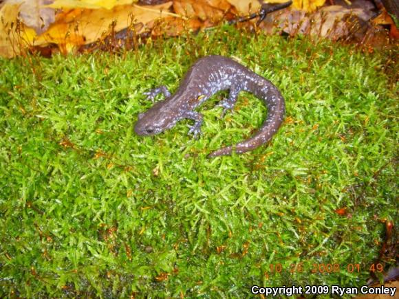 Blue-spotted Salamander (Ambystoma laterale)