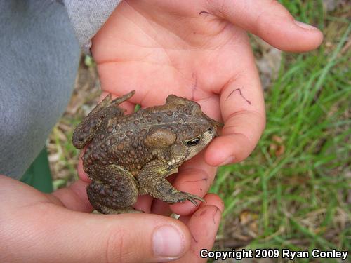 Eastern American Toad (Anaxyrus americanus americanus)