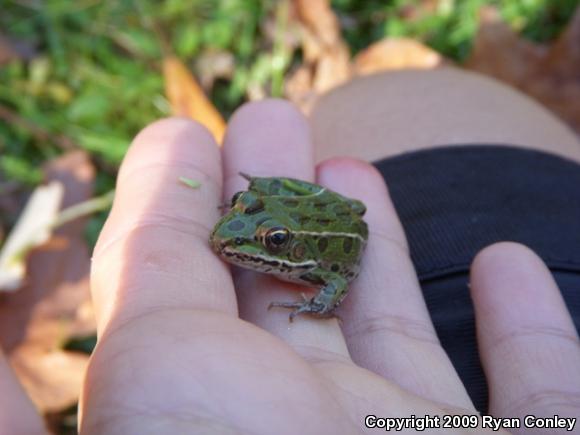 Northern Leopard Frog (Lithobates pipiens)