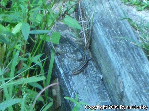 Five-lined Skink (Plestiodon fasciatus)