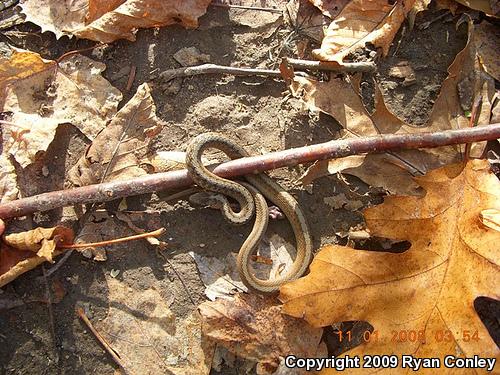 Northern Brownsnake (Storeria dekayi dekayi)