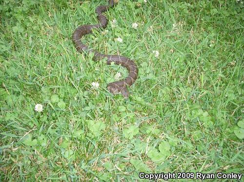 Northern Watersnake (Nerodia sipedon sipedon)