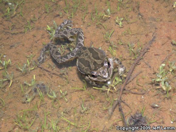 Baja California Treefrog (Pseudacris hypochondriaca)