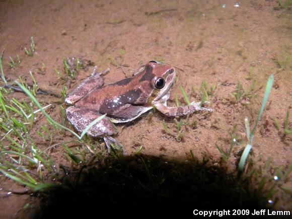 Baja California Treefrog (Pseudacris hypochondriaca)