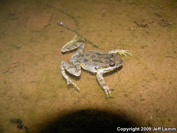 Baja California Treefrog (Pseudacris hypochondriaca)