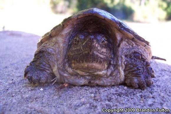 Eastern Snapping Turtle (Chelydra serpentina serpentina)