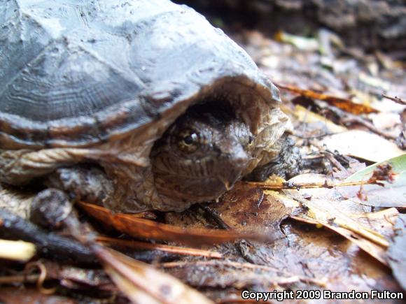 Eastern Snapping Turtle (Chelydra serpentina serpentina)