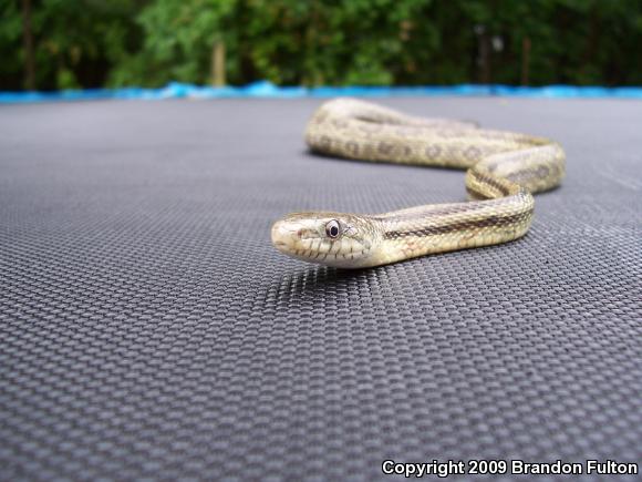 Eastern Ratsnake (Pantherophis alleghaniensis)