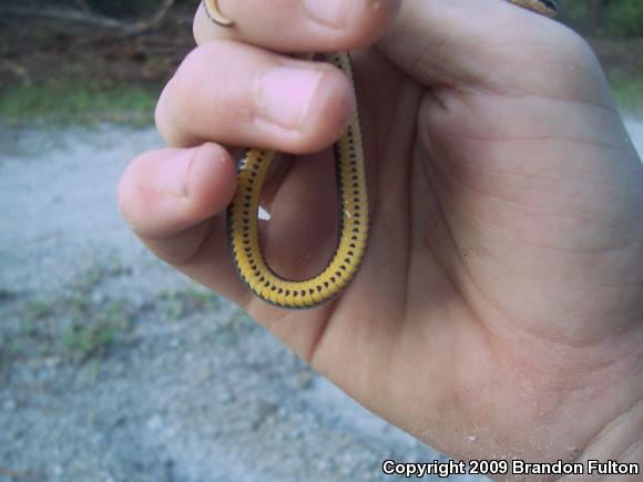 Southern Ring-necked Snake (Diadophis punctatus punctatus)