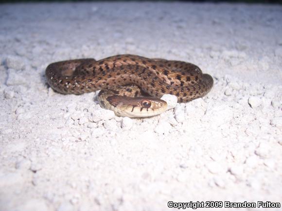 Eastern Gartersnake (Thamnophis sirtalis sirtalis)