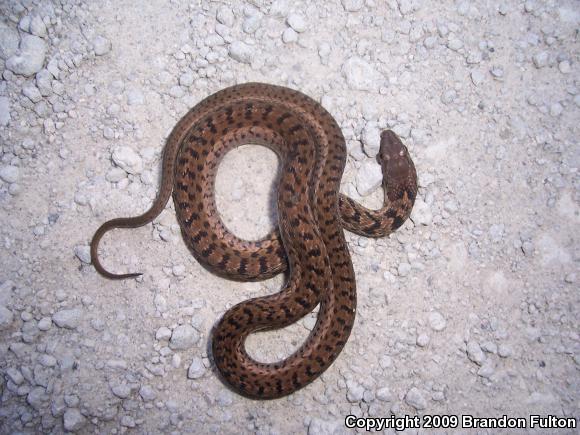 Eastern Gartersnake (Thamnophis sirtalis sirtalis)