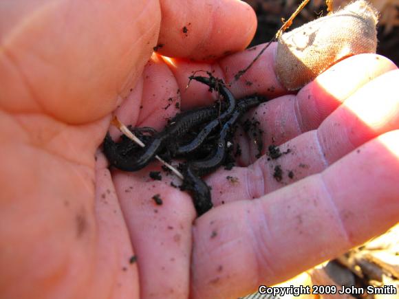 Eastern Red-backed Salamander (Plethodon cinereus)