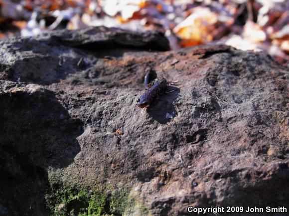 Eastern Red-backed Salamander (Plethodon cinereus)