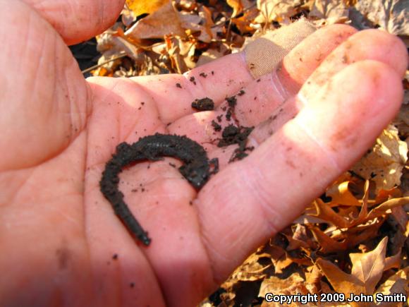 Eastern Red-backed Salamander (Plethodon cinereus)