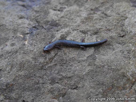 Eastern Red-backed Salamander (Plethodon cinereus)