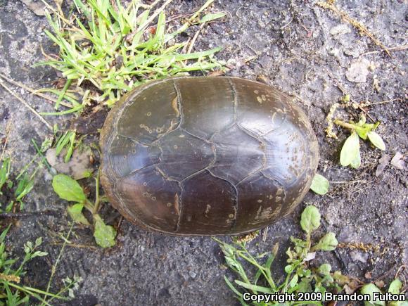 Eastern Mud Turtle (Kinosternon subrubrum subrubrum)