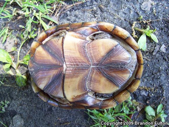 Eastern Mud Turtle (Kinosternon subrubrum subrubrum)