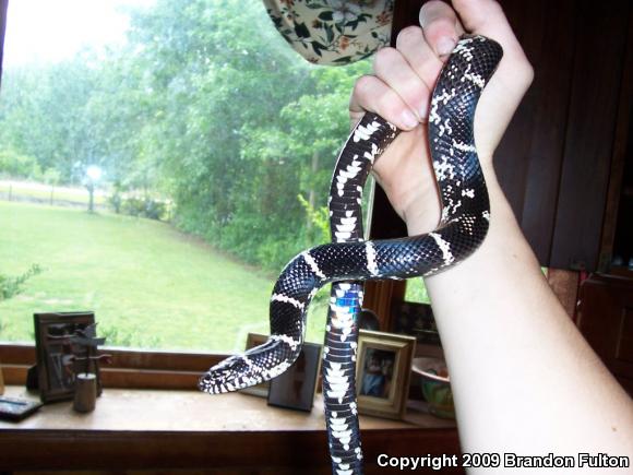 Eastern Kingsnake (Lampropeltis getula getula)