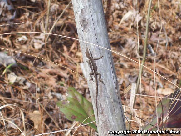 Northern Green Anole (Anolis carolinensis carolinensis)