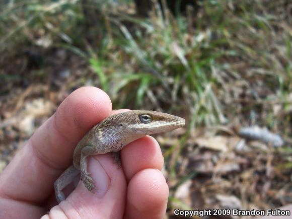 Northern Green Anole (Anolis carolinensis carolinensis)