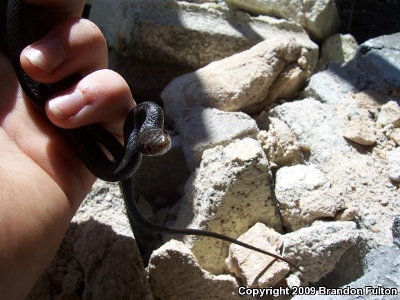 Northern  Black Racer (Coluber constrictor constrictor)