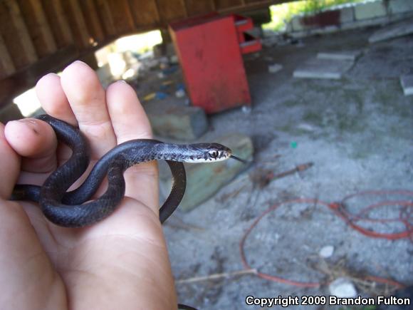 Northern  Black Racer (Coluber constrictor constrictor)