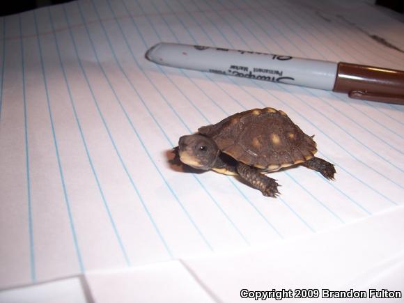 Eastern Box Turtle (Terrapene carolina carolina)