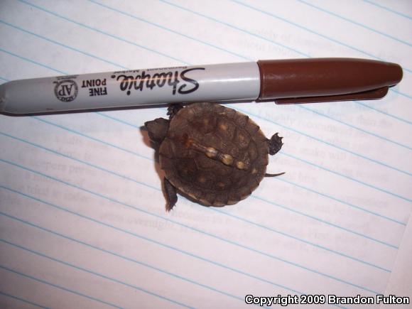 Eastern Box Turtle (Terrapene carolina carolina)