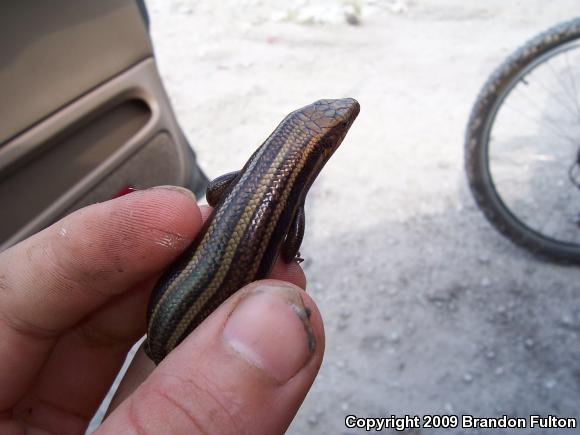 Five-lined Skink (Plestiodon fasciatus)